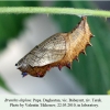 brenthis daphne daghestan pupa 1